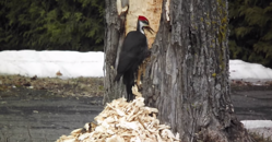 ������ꤹ�����ڤ�ޤ�ޤ�1���ڤ��ݤ����Ȥ��Ƥ���Ρ��������ꥭ�ĥĥ����ܵ��äפ꤬������