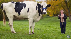 ��Ĺ4�᡼�ȥ롪���ͥ�����Ͽ���줿������ǥ��������������������