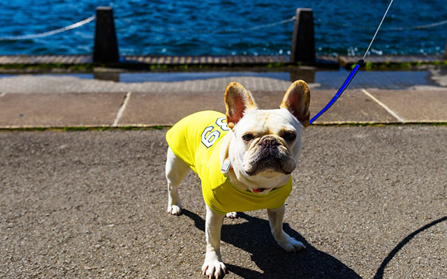 草なぎ剛くんの愛犬がかわいいしぐさ ハナの未来よひらけ
