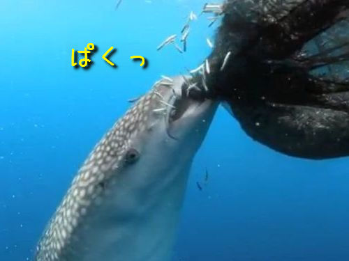 漁の網からゴクリ すさまじい食欲を見せるジンベイザメ 動画 ライブドアニュース