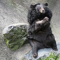 熊本県 阿蘇カドリー ドミニオン でクマ共食い エサ争い原因 ライブドアニュース 熊本県 阿蘇カドリー ドミニオン でクマ共食い エサ争い原因 ライブドアニュース