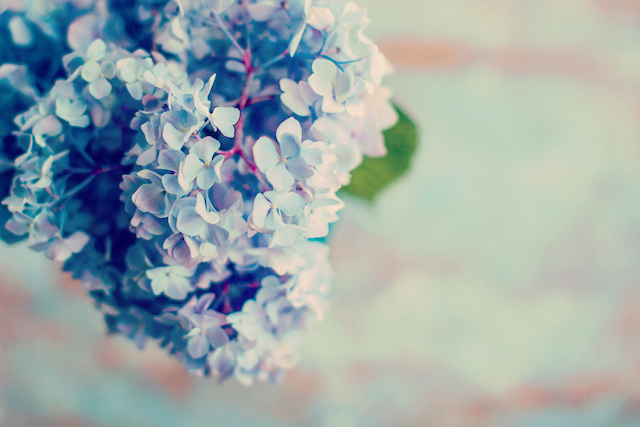 色別 美容効果やストレス緩和に 生花がもたらす7つの効果 Peachy ライブドアニュース