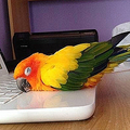 You Say a $2000 Facebook Machine... I Say a $2000 Bird Warmer. ~Parrot Sleeping on MacBook Laptop Keyboard