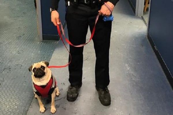 Snsで9万人がリアクション パグの 癒し系 警察犬が話題に ライブドアニュース