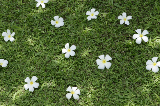 女性ホルモンを整えて恋愛運up?