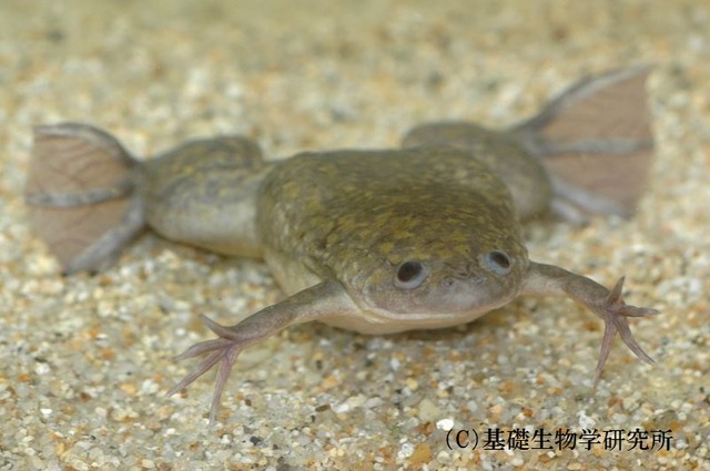 niconico×基礎生物学研究所でアフリカツメガエルの受精から誕生までを48時間生中継
