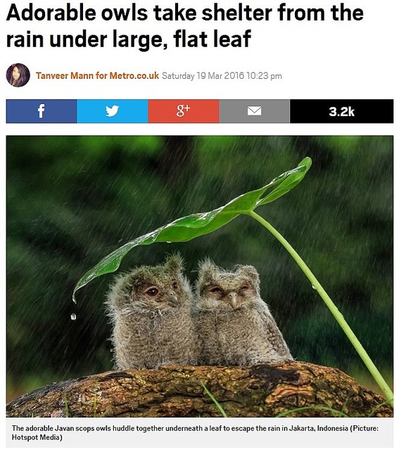 大きなフクロウの湧水-