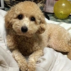 犬が寝る前にベッドを掘るようなしぐさをするのはなぜ Peachy ライブドアニュース