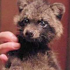 赤ちゃんタヌキを保護 まるでぬいぐるみのような可愛さに悶絶 ライブドアニュース