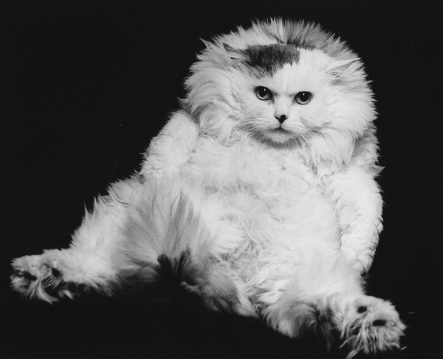 Momoko © Toshihisa Sakakibara Title:Momoko Edition:1/10 Signature : Yes Image Size: 247 × 292mm Print Paper Size:277 × 356mm Print Method:Gelatin Silver Print Media:baryta paper Mat・Frame Size:405 × 510mm 予価 : 65,000円(額装込・税別)
