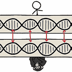 人間とチンパンジーのdnaは99 一致するというのは本当なのか ライブドアニュース 人間とチンパンジーのdnaは99 一致するというのは本当なのか ライブドアニュース