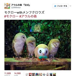 なんやコイツ 仲間か ポケモン モクローのぬいぐるみをフクロウたちと並べた写真がかわいすぎる ライブドアニュース