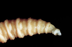 �֥�������������ס�40ǯ�֤�˥ե������ȯ��