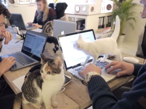 猫好きにはたまらない オランダにある猫だらけのオフィス ライブドアニュース