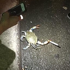 アメリカで撮影されたタバコを吸いそうなカニの写真 ネットで注目浴びる ライブドアニュース アメリカで撮影されたタバコを吸いそうなカニの写真 ネットで注目浴びる ライブドアニュース