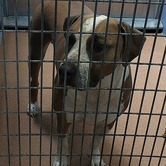 生後わずか3日の赤ちゃんが飼い犬に噛み殺される事故 米国 ライブドアニュース 生後わずか3日の赤ちゃんが飼い犬に噛み殺される事故 米国 ライブドアニュース