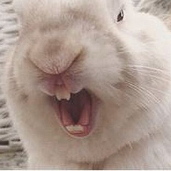可愛くて大人しいウサギ あくびをすると意外にも恐ろしい顔に変身 ライブドアニュース