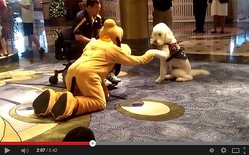 ������ߤΡ֥ץ롼�ȡפ���ʪ�θ���ͧ�𤬡�������YouTube�Υ����꡼�󥷥�å�