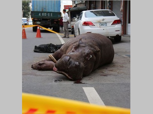 カバが輸送中に逃走し路上で暴れるアクシデント 骨折し涙も 台湾 ライブドアニュース