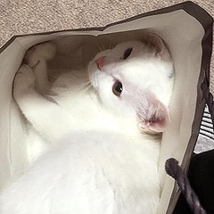 獣医師に聞く 猫が高いところや狭いところを好きな理由 ライブドアニュース 獣医師に聞く 猫が高いところや狭いところを好きな理由 ライブドアニュース