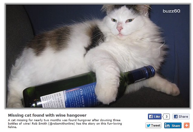 ドイツのワイン貯蔵庫で猫を発見 3本飲み干して急性アルコール中毒に ライブドアニュース
