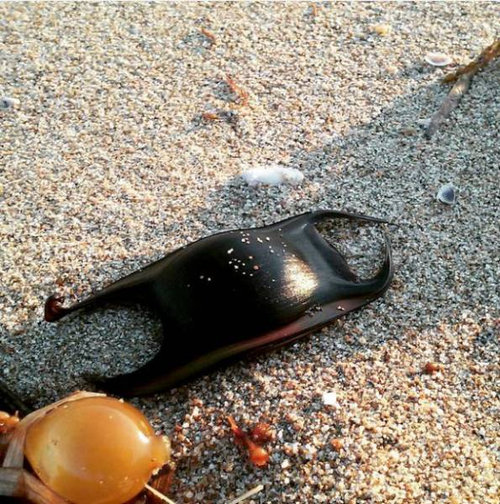 浜辺で見かける 人魚の財布 と呼ばれる生命体 その正体は ライブドアニュース