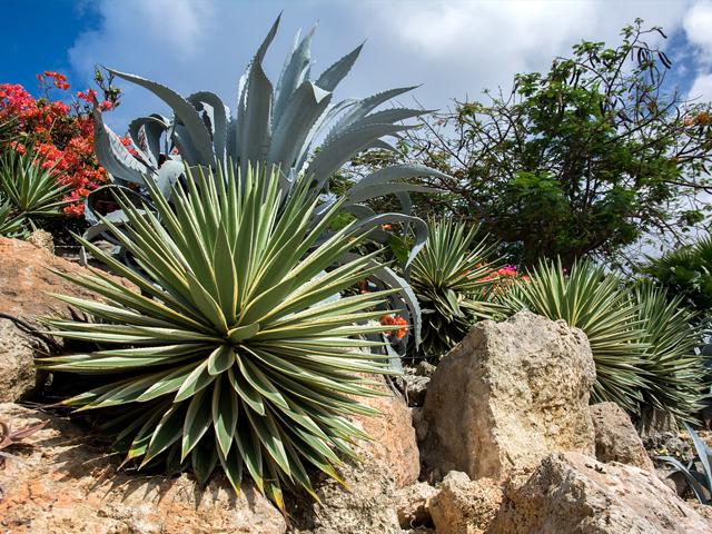 100年に1度咲く花、、、、Agave 苗木 100年に一度花咲く「世紀