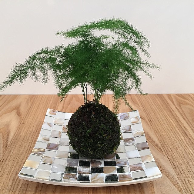 流行りの“ボタニカルインテリア”をつくろう！Francfrancでワークショップスタート