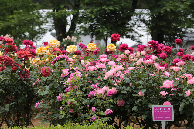関東屈指 与野公園バラ祭り直前で管理スタッフの熱い想いを伝えたい ライブドアニュース