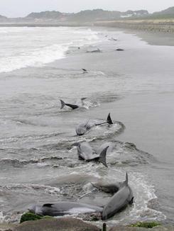 イルカ大量座礁を振り返る １ ライブドアニュース