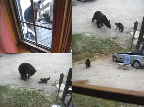 猫vs.クマの対決動画が話題に、子どもを守るため勇敢な母猫が