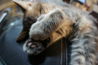 何コレ可愛い! 寝ている猫は何故前足で目を隠すのか - ライブドアニュース