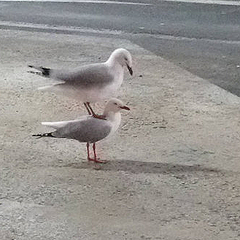シュールなカモメの写真が海外で人気 鳥はこの状態から交尾する ライブドアニュース
