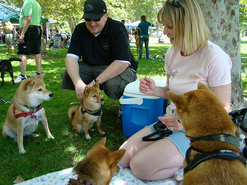 アメリカ人が称賛する 日本の柴犬を飼うべき27の理由 ライブドアニュース