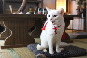 ǭ����Ϯ����륵��饤�����äƤ��뤥������¼�쵱����ǭ����4��Ϣ³�ɥ�����������ˤϱǲ����