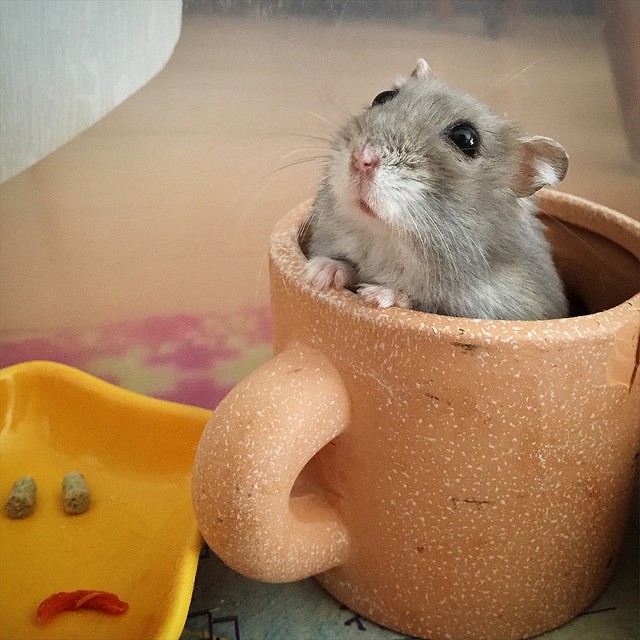 小さいけれど、かわいさは超巨大! ハムスター、シマリス、ハリネズミの愛らしさにクラクラ「まるっと小動物展」に行ってみた