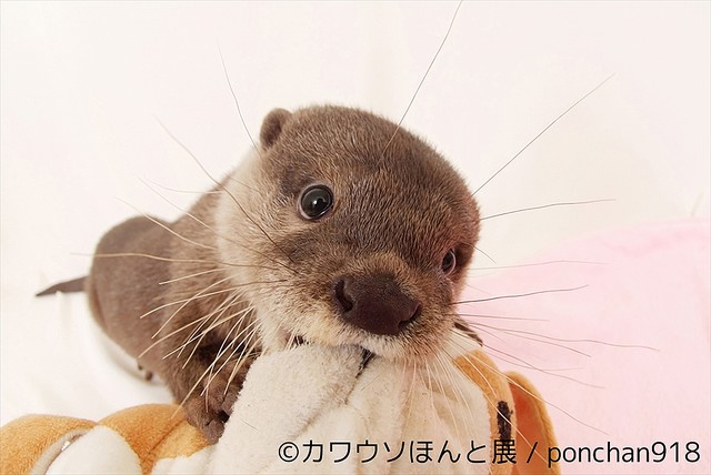  カワウソだらけの「カワウソほんと展」。かわいいカワウソの『ウソ』と『ほんと』 