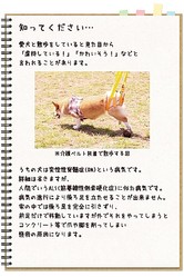 虐待ではないことを知ってほしい 脊髄の病と闘いながらも散歩を楽しむワンコ 愛情いっぱいの飼い主の呼びかけが話題に ライブドアニュース