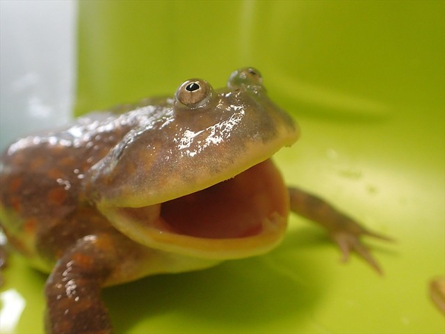  マルメタピオカガエル 