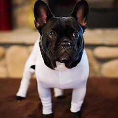 抜け毛対策に犬に着せるレオタードが話題 車とかでは着せてもいい ライブドアニュース