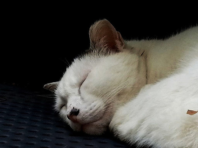 旅先で見かける野良猫の耳が切られていたら?
