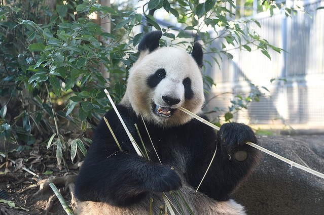 子どもを出産したシンシン (C)(公財)東京動物園協会