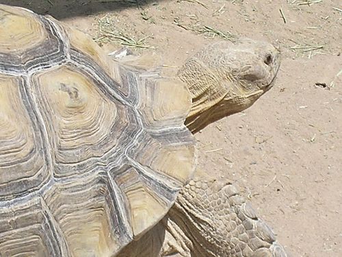 亀の親子が まるで母艦に戻るミニ戦艦たち だと人気の写真 ライブドアニュース 亀の親子が まるで母艦に戻るミニ戦艦たち だと人気の写真 ライブドアニュース