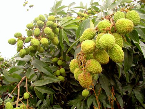 台湾・高雄市の玉荷包ライチ 水不足で甘さ高め