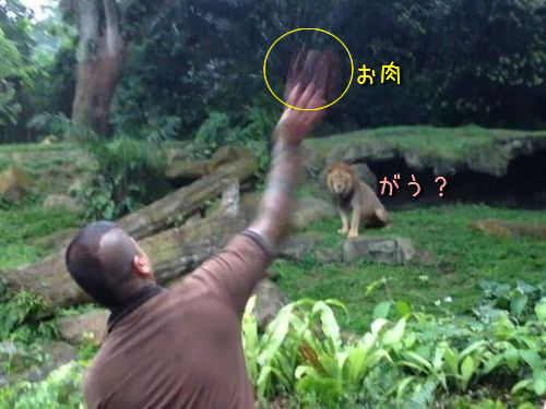 ライオンがナイスキャッチ!エサの与え方がすごい動物園(動画)
