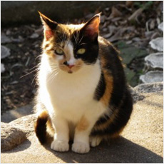 フランス語で三毛猫は何と言いますか ライブドアニュース