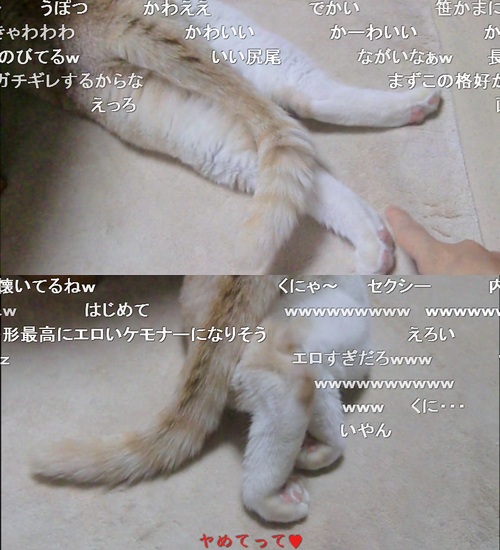 肉球をなでるとクニッとする猫「やだ、なんかエロい」「セクシーww」。