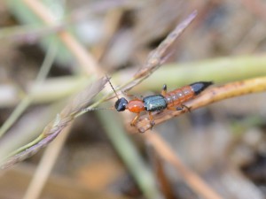 毎年恒例「やけど虫」にご用心!が今年も話題