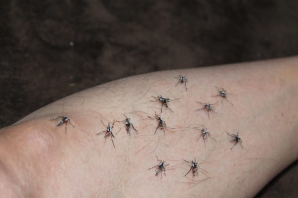 ついパチンってしたくなる 蚊 のペーパークラフトが見ていて痒くなる完成度 ライブドアニュース