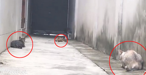 ����ǭ����ư����01